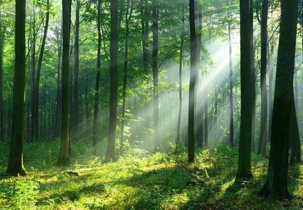 Sunlight streams through tall trees, casting shadows on the forest floor covered in lush greenery, creating a serene and vibrant woodland scene.