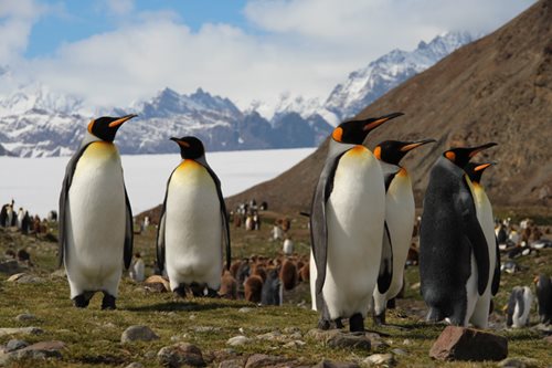 King penguins