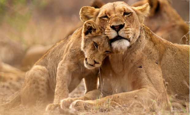 A lioness sits in dry grass, affectionately nuzzled by a cub. Another lion is blurred in the background, suggesting a relaxed setting in a savannah area.