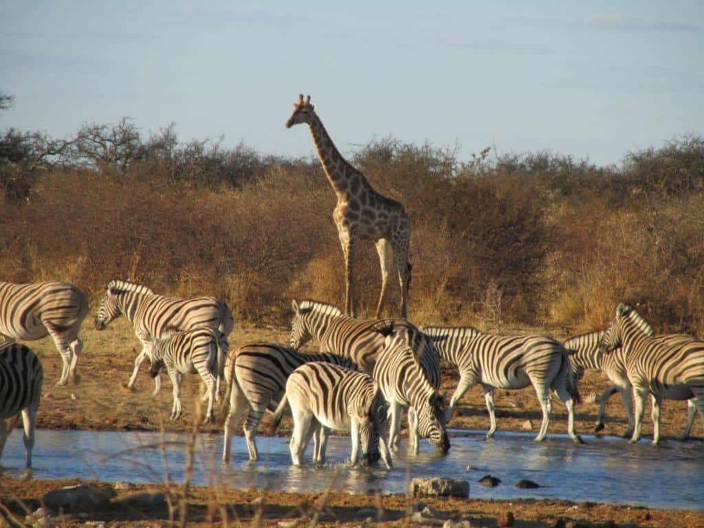 Wildlife at Etosha