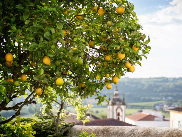 A lemon tree with ripe yellow lemons grows beside a stone wall, overlooking a scenic view of rooftops and a distant church steeple under a blue sky.