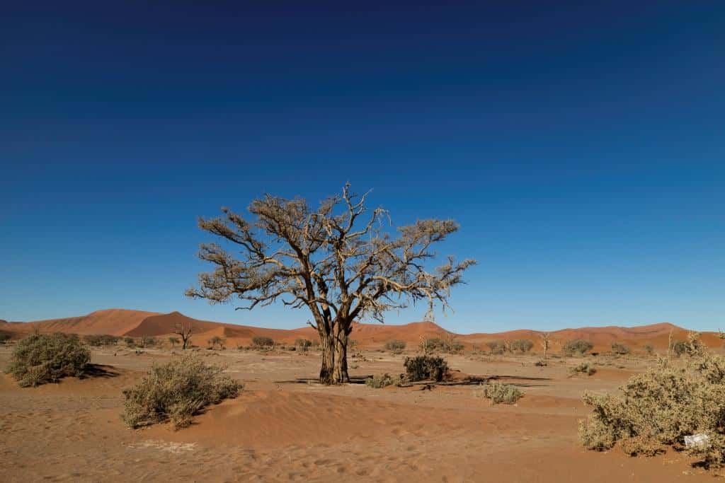 Namib desert