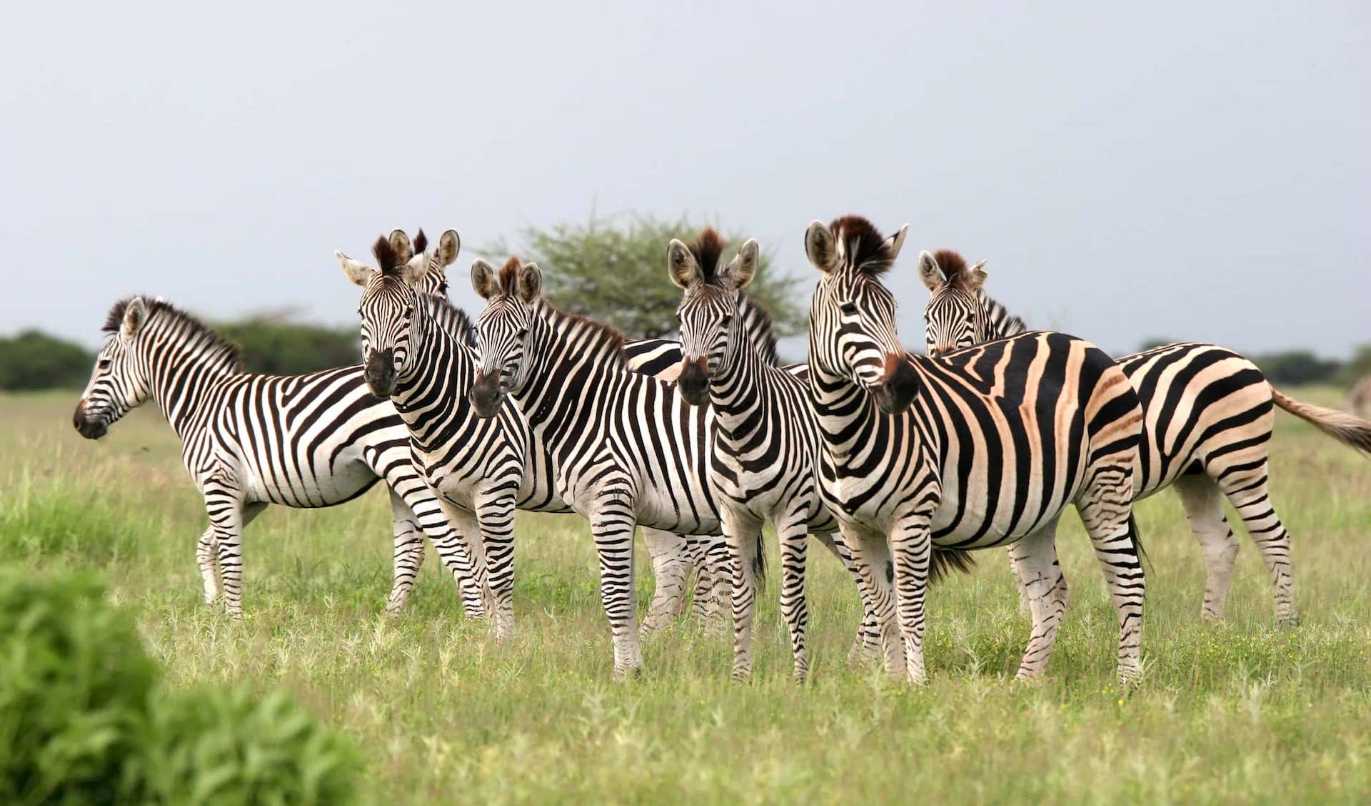 Why Botswana Safari Tours Are the Ultimate Adventure for New Zealand Travellers - Botswana Safari Destinations