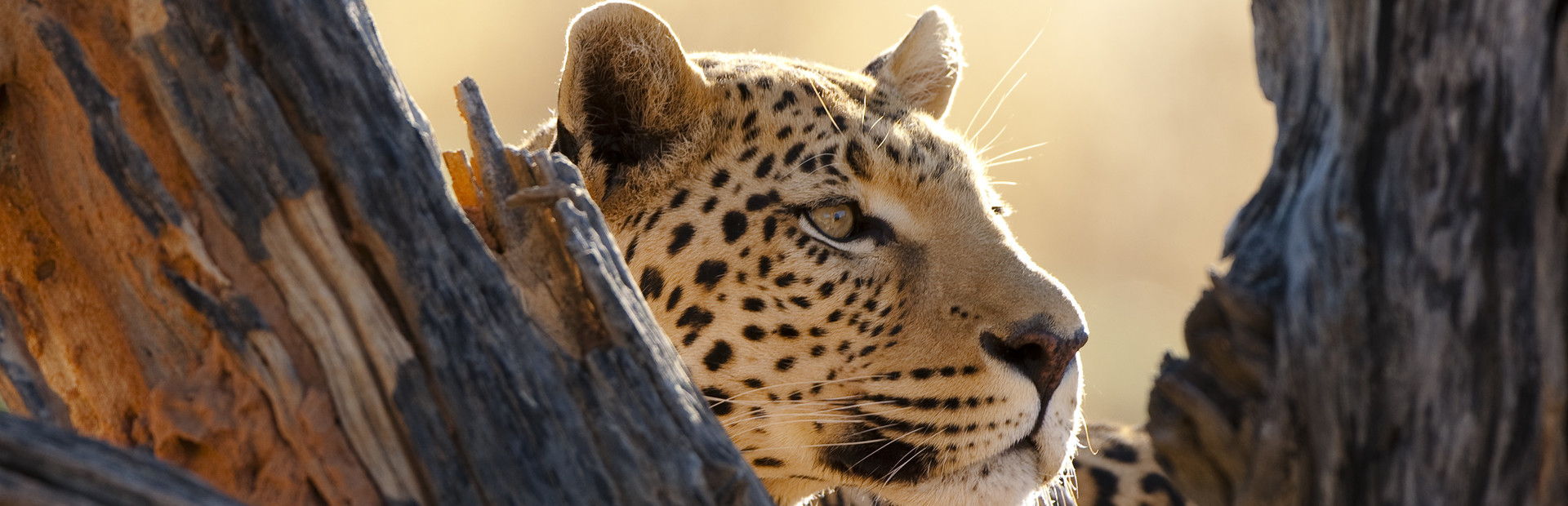 Botswana Wildlife Safari Botswana Safari Holiday Explore Worldwide