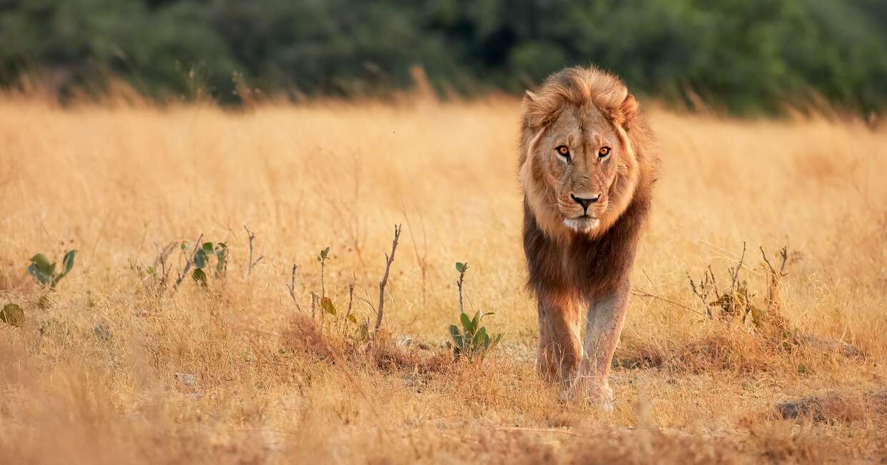 A lion strides forward through golden, dry grassland, surrounded by sparse vegetation under a backdrop of blurred green trees.