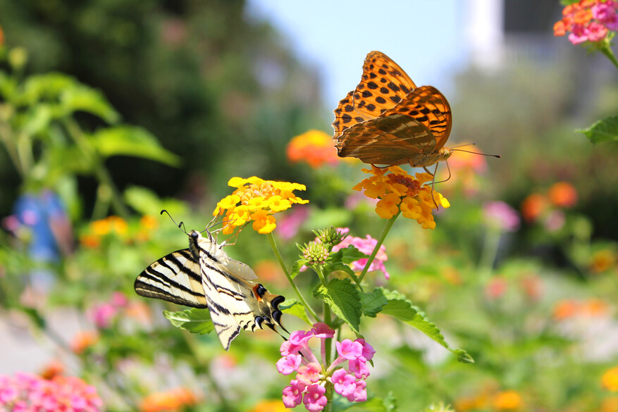 Butterflies on Corfu