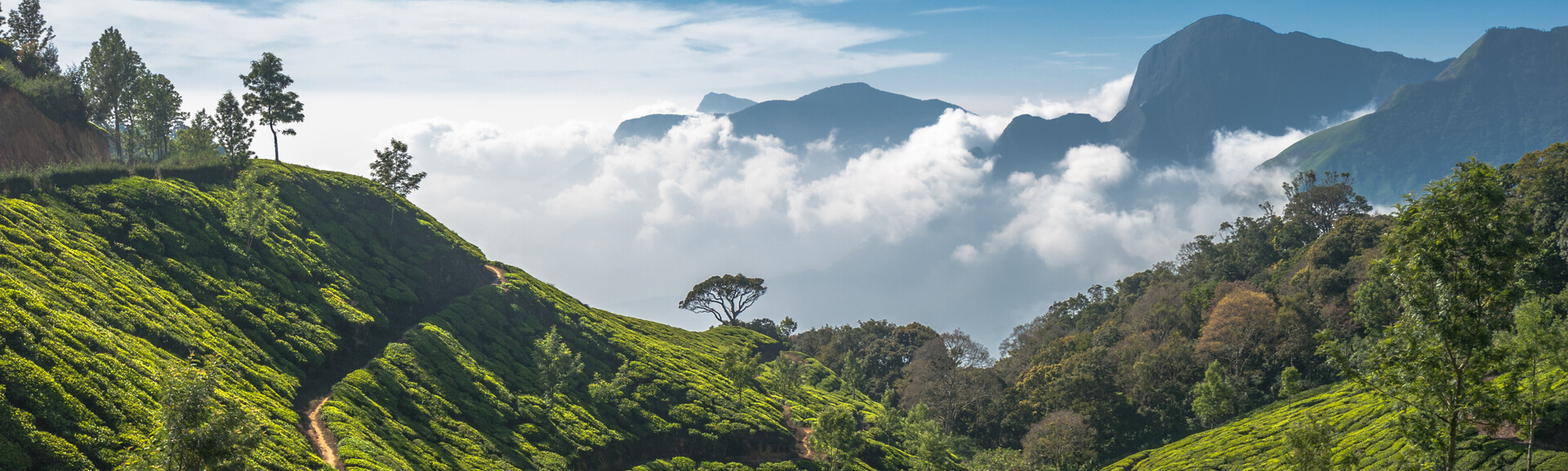 Big Seven Merida Big Nine D20 Merida Big Nine Striker Merida Big