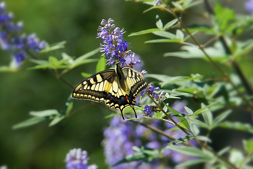 Swallowtail Butterfly on Corfu