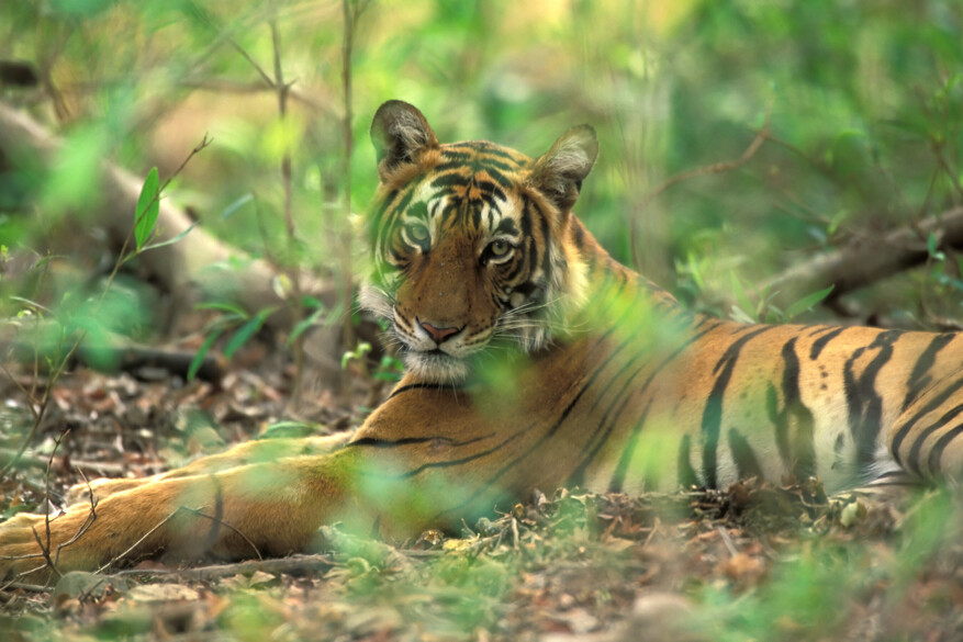 Bengal tiger in Ranthambore National Park