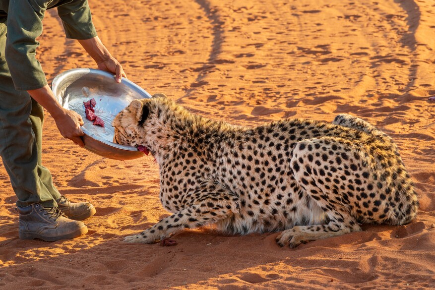 Cheetah Conservation Fund