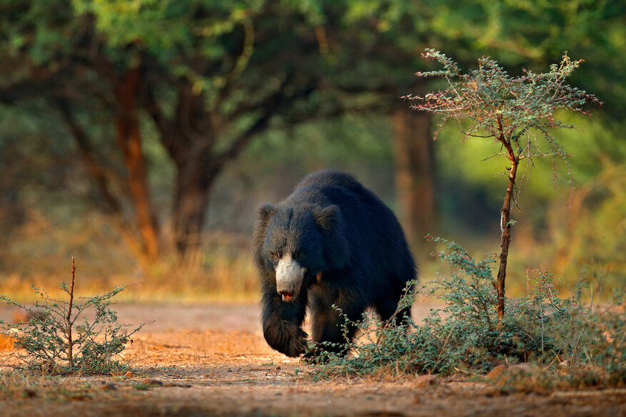 Sloth bear in Ranthambore National Park