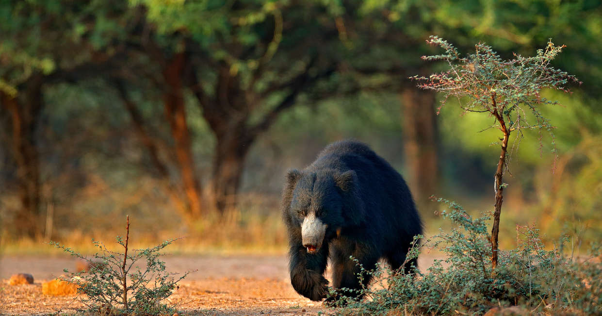 Sloth bear in Ranthambore National Park