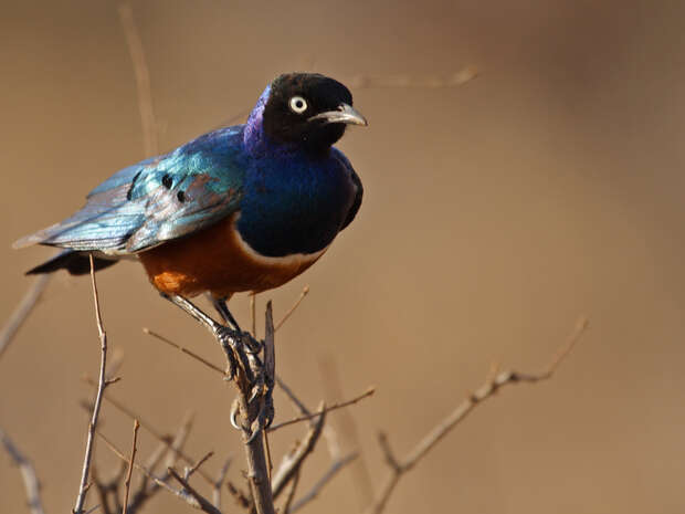 A colorful bird with iridescent blue and orange plumage perches on a thin, leafless branch in a dry, neutral-toned environment.