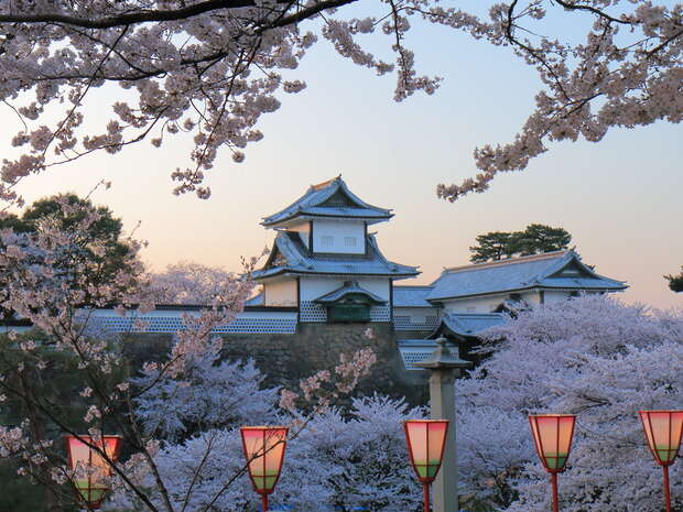 A traditional Japanese castle stands amidst blooming cherry blossoms, framed by delicate branches. Red lanterns line the foreground under a soft evening sky.