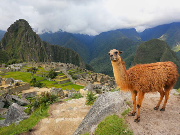 A llama stands on a rocky path overlooking ancient stone ruins and terraces, surrounded by green mountains and cloudy skies.