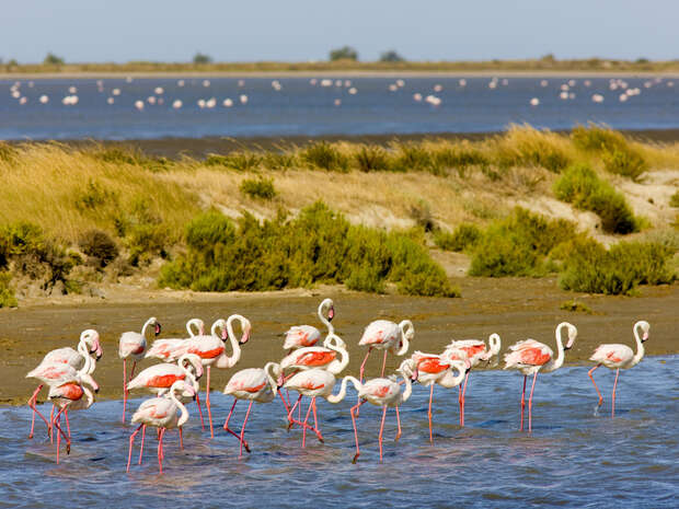 Flamingos stand wading in shallow water, surrounded by green grasses and shrubs. In the background, more flamingos dot a distant body of water beneath a clear blue sky.