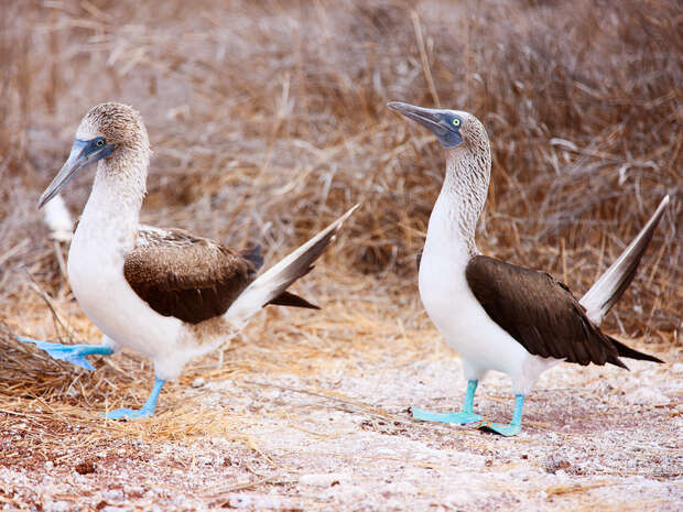 Two blue-footed boobies stand with one lifting a foot. They are on sandy ground surrounded by dry grass, showcasing their distinctive bright blue feet and brown-and-white feathers.