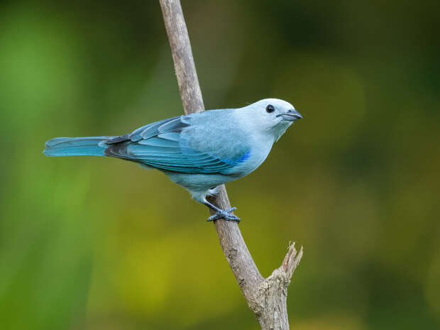A blue-gray bird is perched on a thin branch, facing right. It stands against a blurred, green natural background, creating a tranquil, outdoor setting.