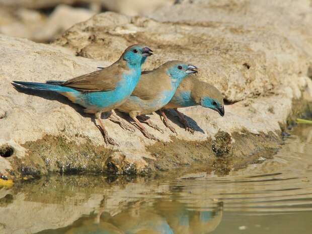 Three small birds with bright blue heads and brown bodies perch on a rocky edge, drinking water from a shallow pool, set in a natural, rocky environment.