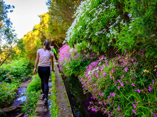 A person walks along a narrow path beside a vibrant array of pink and white flowers in a lush, sunlit forest setting.