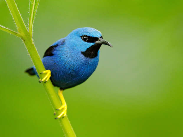 A vibrant blue bird with a black face perches on a green stem, displaying its bright yellow legs against a blurred green background.