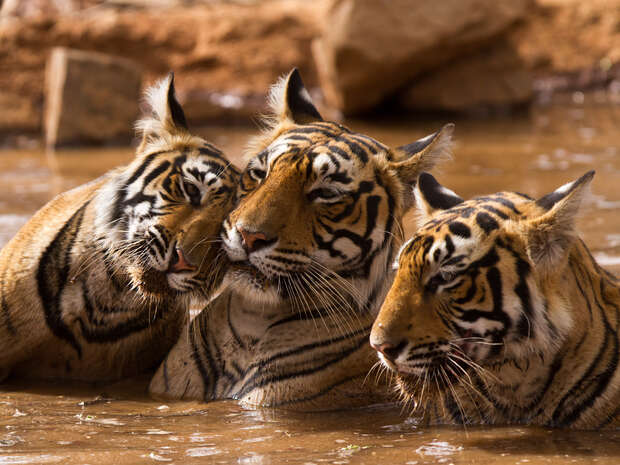 Three tigers rest closely together in shallow water, partially submerged, surrounded by rocky terrain. Their expressions are calm, and their striped fur is prominent against the muddy background.