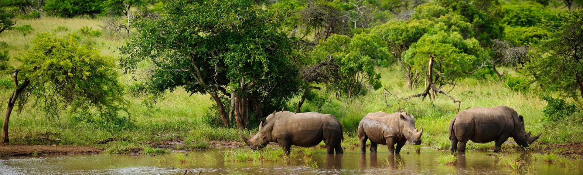 Wildlife Safari In South Africa and Swaziland Explore Worldwide